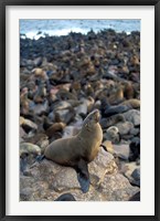 Framed Namibia, Cape Cross Seal Reserve, Fur Seals on shore