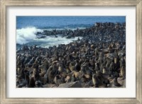 Framed Namibia, Cape Cross Seal Reserve, Group of Fur Seals