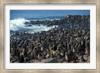 Framed Namibia, Cape Cross Seal Reserve, Group of Fur Seals