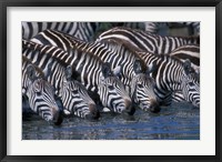 Framed Plains Zebra Herd Drinking, Telek River, Masai Mara Game Reserve, Kenya
