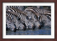 Framed Plains Zebra Herd Drinking, Telek River, Masai Mara Game Reserve, Kenya