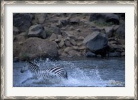 Framed Plains Zebra Crossing Mara River, Serengeti Migration, Masai Mara Game Reserve, Kenya