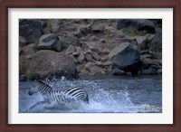 Framed Plains Zebra Crossing Mara River, Serengeti Migration, Masai Mara Game Reserve, Kenya