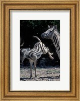 Framed Plains Zebra Kicks, Etosha National Park, Namibia