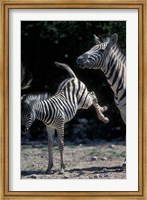 Framed Plains Zebra Kicks, Etosha National Park, Namibia