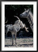 Framed Plains Zebra Kicks, Etosha National Park, Namibia