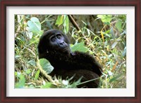 Framed Mountain Gorilla, Bwindi Impenetrable Forest National Park, Uganda