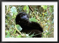 Framed Mountain Gorilla, Bwindi Impenetrable Forest National Park, Uganda