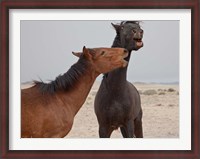 Framed Namibia, Garub. Herd of feral horses playing