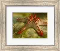 Framed Red Knobbed Starfish, Madagascar, Africa