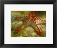 Framed Red Knobbed Starfish, Madagascar, Africa