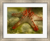 Framed Red Knobbed Starfish, Madagascar, Africa