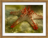 Framed Red Knobbed Starfish, Madagascar, Africa