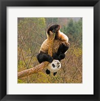 Framed Panda Bear, Wolong Panda Reserve, China