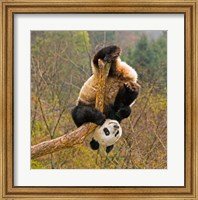 Framed Panda Bear, Wolong Panda Reserve, China