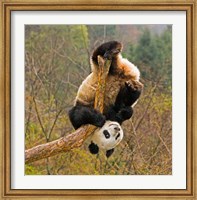 Framed Panda Bear, Wolong Panda Reserve, China