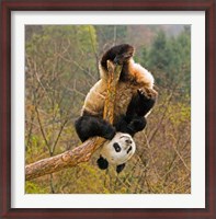 Framed Panda Bear, Wolong Panda Reserve, China