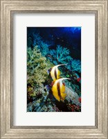 Framed Pair of Red Sea Bannerfish at Daedalus Reef, Red Sea, Egypt