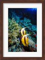 Framed Pair of Red Sea Bannerfish at Daedalus Reef, Red Sea, Egypt