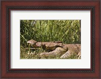 Framed Nile Crocodile, river Victoria Nile, Murchison Falls National Park, Uganda, Africa