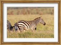 Framed Plains zebra or common zebra in Lewa Game Reserve, Kenya, Africa.