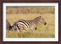 Framed Plains zebra or common zebra in Lewa Game Reserve, Kenya, Africa.