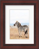 Framed Plains zebra or common zebra in Solio Game Reserve, Kenya, Africa.