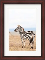 Framed Plains zebra or common zebra in Solio Game Reserve, Kenya, Africa.