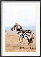 Framed Plains zebra or common zebra in Solio Game Reserve, Kenya, Africa.