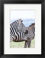 Framed Plains zebra, Lewa Game Reserve, Kenya