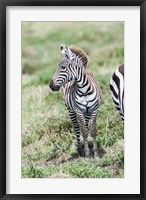 Framed Plains zebra, Maasai Mara, Kenya