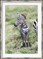 Framed Plains zebra, Maasai Mara, Kenya