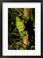 Framed Parson's chameleon lizard, Ranomafana NP, Madagascar