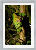 Framed Parson's chameleon lizard, Ranomafana NP, Madagascar