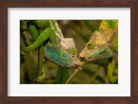 Framed Oshaughnessyi Chameleon lizard, Madagascar, Africa