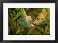 Framed Oshaughnessyi Chameleon lizard, Madagascar, Africa