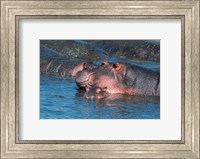 Framed Mother and Young Hippopotamus, Serengeti, Tanzania
