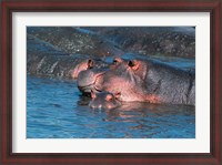 Framed Mother and Young Hippopotamus, Serengeti, Tanzania