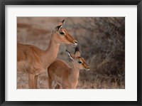 Framed Mother and Young Impala, Kenya