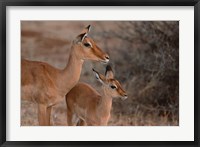 Framed Mother and Young Impala, Kenya