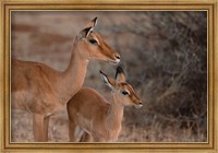Framed Mother and Young Impala, Kenya