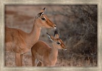 Framed Mother and Young Impala, Kenya