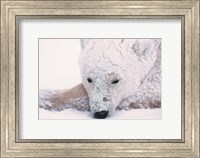 Framed Polar Bear on Hudson Bay, Churchill, Manitoba