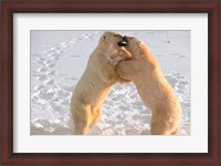 Framed Polar Bears Sparring on Frozen Tundra of Hudson Bay, Churchill, Manitoba