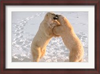 Framed Polar Bears Sparring on Frozen Tundra of Hudson Bay, Churchill, Manitoba