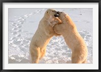 Framed Polar Bears Sparring on Frozen Tundra of Hudson Bay, Churchill, Manitoba