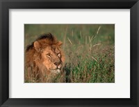 Framed Head of Male African Lion, Tanzania