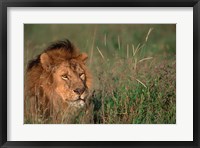 Framed Head of Male African Lion, Tanzania