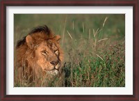 Framed Head of Male African Lion, Tanzania