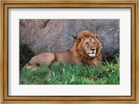 Framed Portrait of Male African Lion, Tanzania
